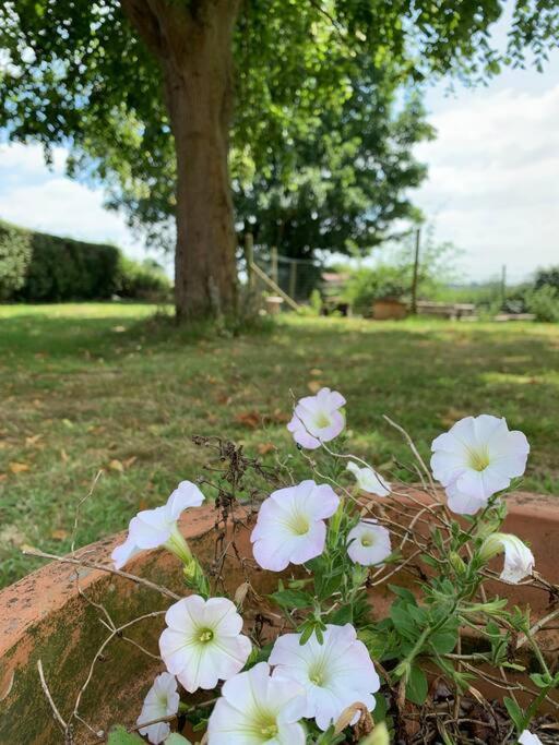 Cottage Chaleureux Au Coeur Des Monts De Flandres Saint-Jans-Cappel Exterior foto